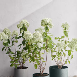 Rosendahl RO Blomsterpotte Resirkulert Grønn Ø24 Cm -hemma butik 2023 2022 02 04 13 49 02