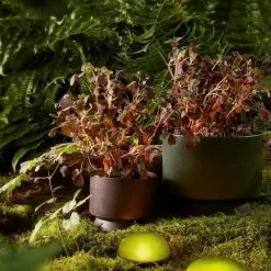 Rosendahl Soft Spot LED Lampa Olivengrønn Ø11 Cm -hemma butik 2023 soft spot led ss21 mood 1 1